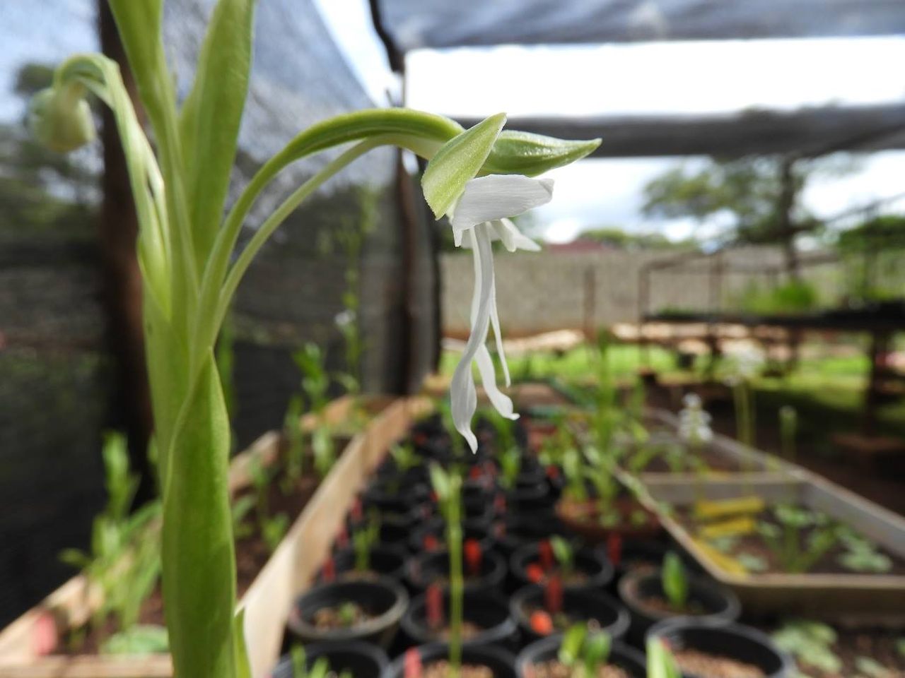 Researchers attempt to grow wild orchids in greenhouses.