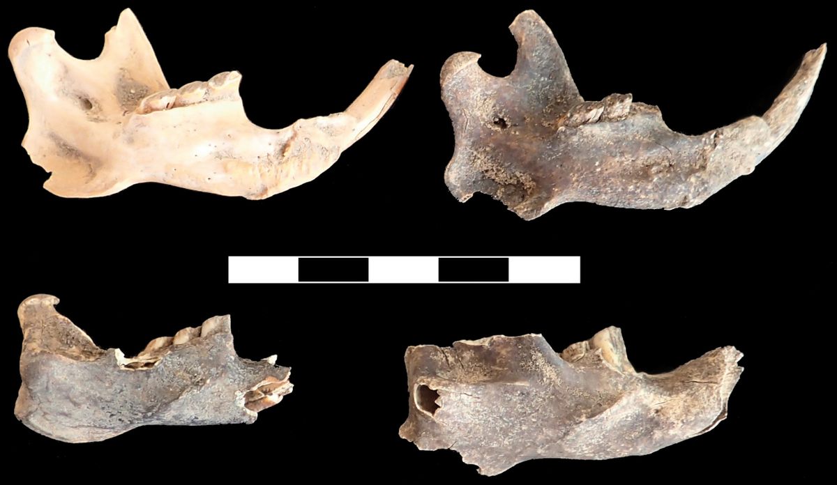 Mandibles of big-headed African mole-rats from the site.