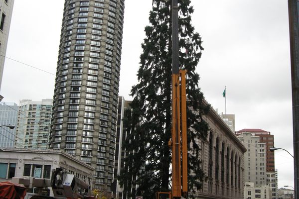 The giant sequoia.