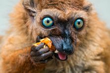 A variety of animals, from birds to mammals, including lemurs, have been observed eating fermented fruit, apparently to get a little tipsy.