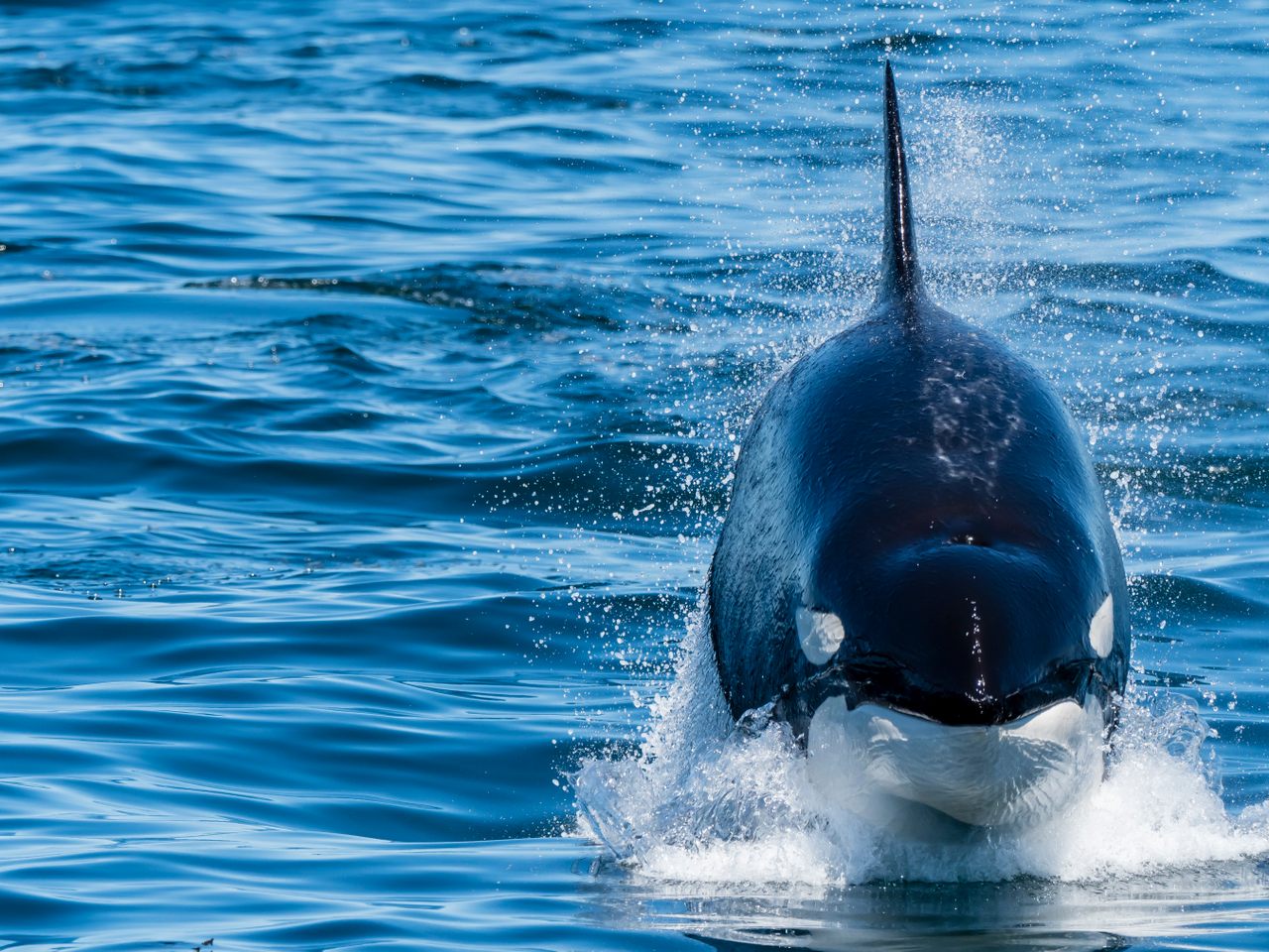A transient killer whale power lunging—a hunting technique—off the California coast. A small subset of transient orcas specialize in taking down large marine mammals.