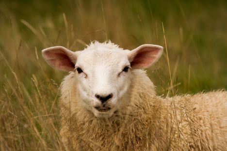 A Bunch of Stoned Sheep Might Have Rampaged Through This Village