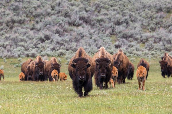 Bison help engineer the spring regrowth with their grazing patterns. 
