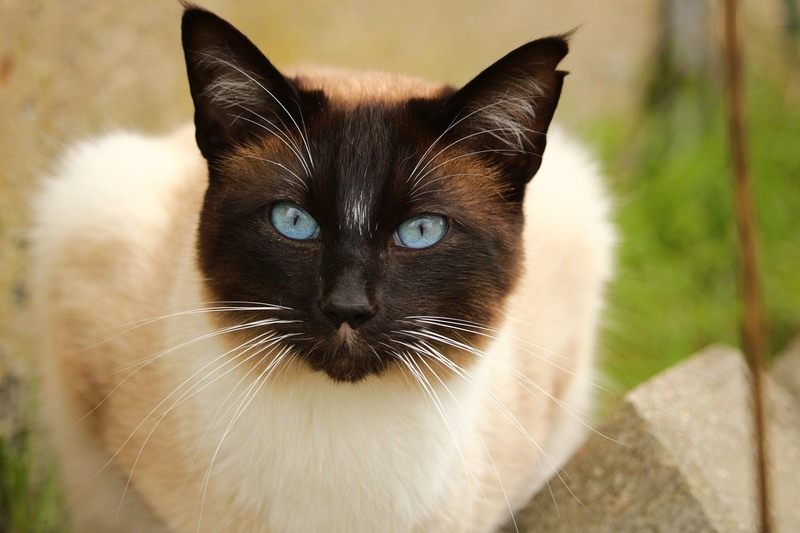 F.D.C. Willard was a Siamese cat just like this one.