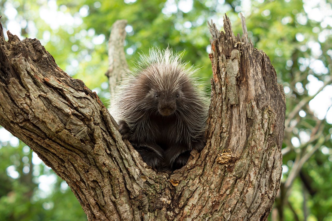 North American porcupine males shower their potential mates with more than their affections during courtship.