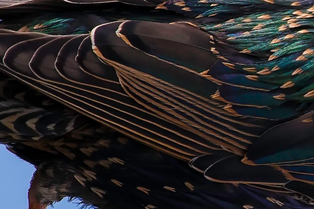 A starling's feathers. 