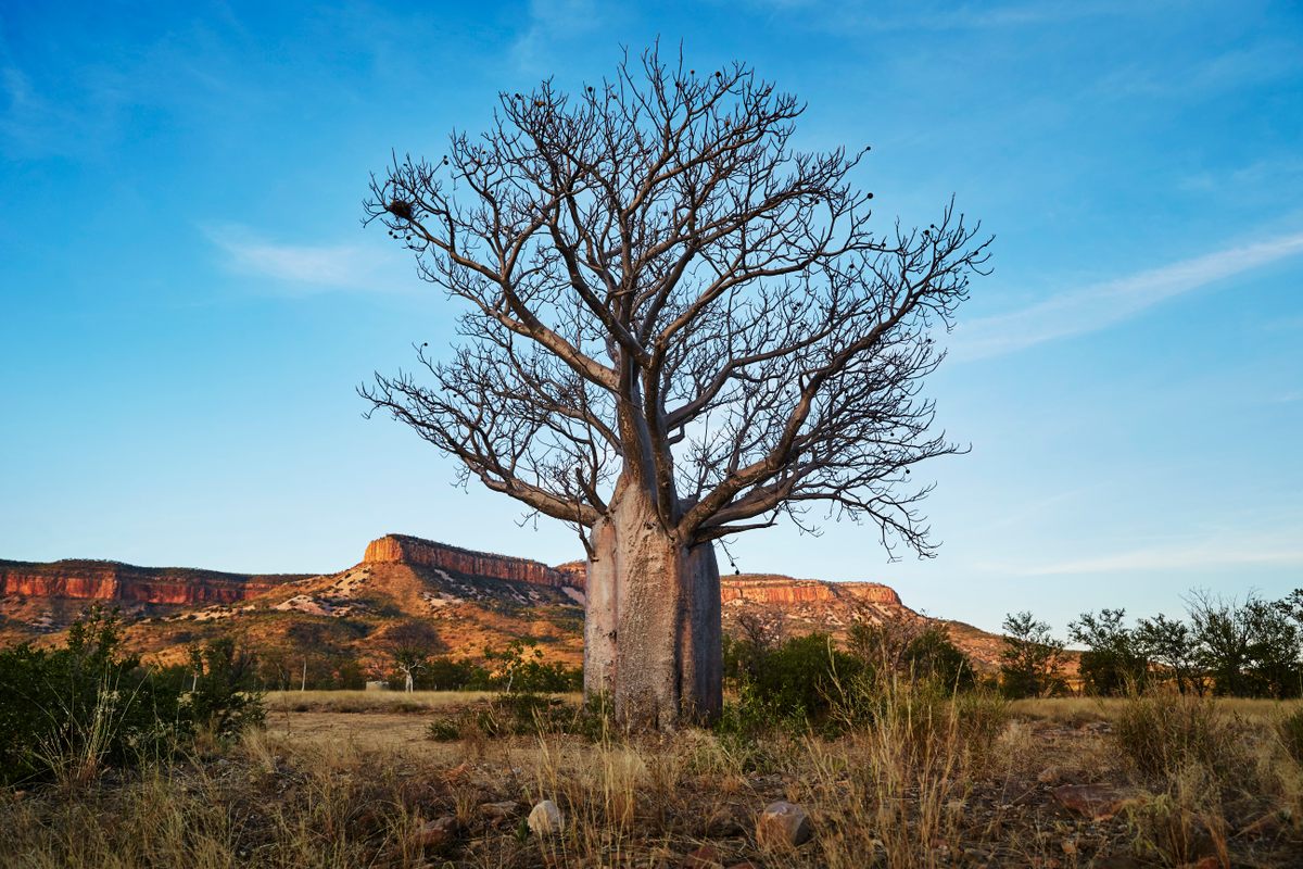 A boab tree in the Kimberley region.