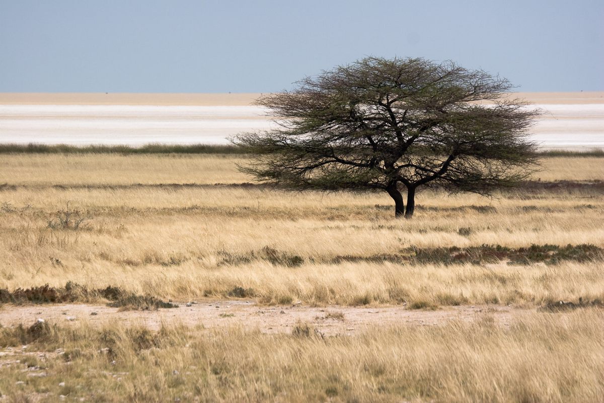 A tree in northern Namibia, with the dry Etosha Pan visible in the background.