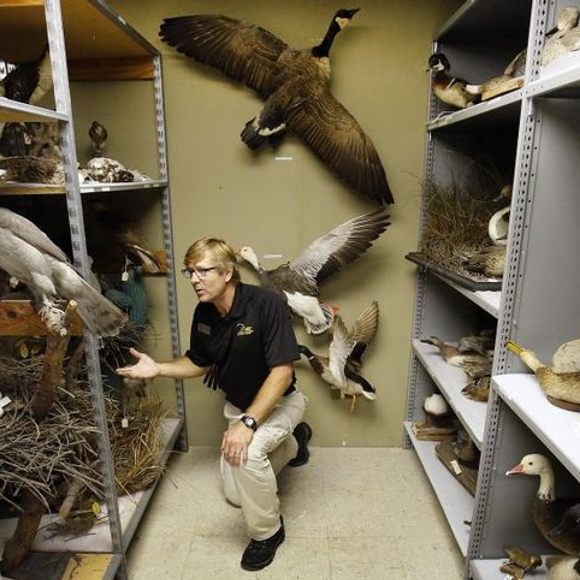 Practical Taxidermy - A Manual of Instruction to the Amateur in Collecting,  Preserving, and Setting up Natural History Specimens of All Kinds. To   Upon the Pictorial Arrangement of Museums - Browne, Montagu: 9781905124329  - AbeBooks