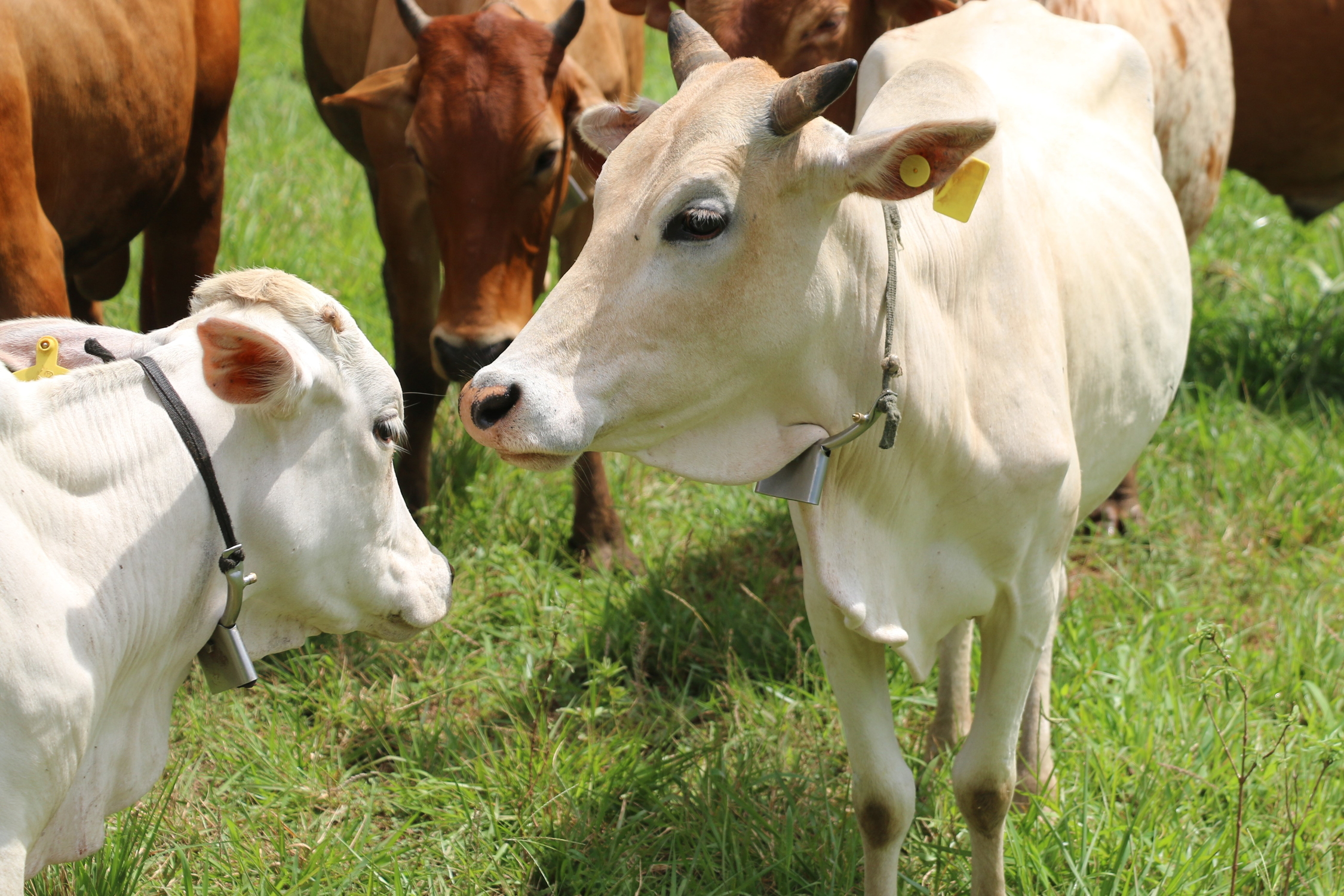 Cows wearing the waterbuck scent–based repellant collars.