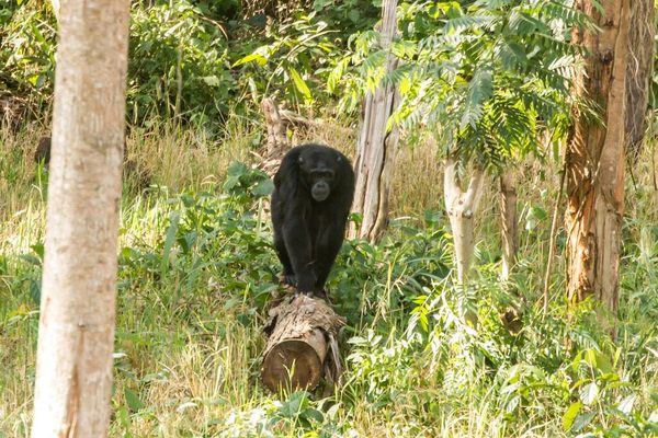 A chimpanzee balances on a recently logged eucalpytus. (Photo: Jack Lester/BMC Ecology)