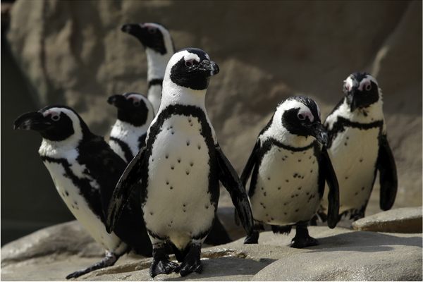 African penguins develop a unique arrangement of black speckles on their white bellies at around three months old. 