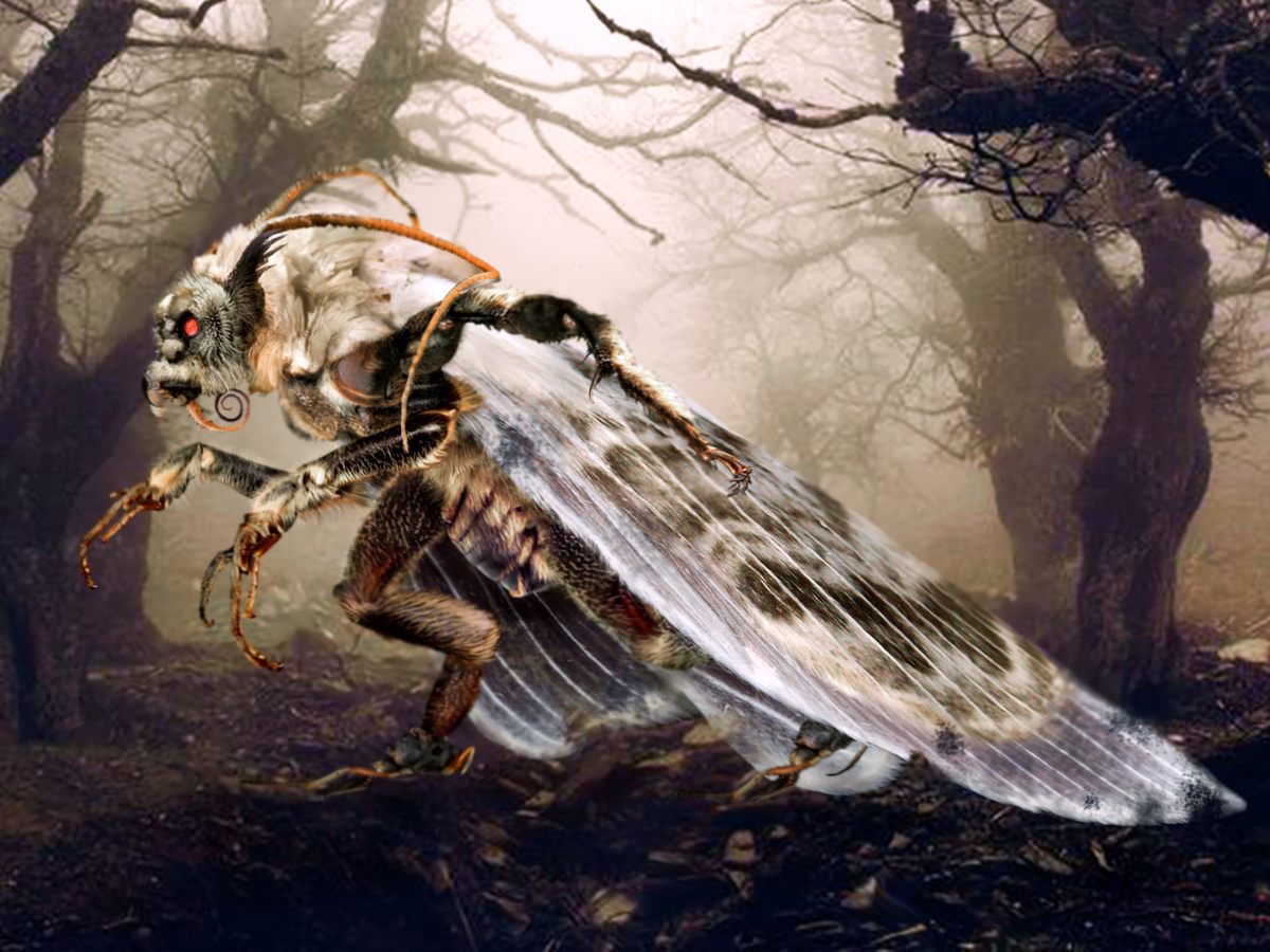 The Mothman, skulking around a mist-filled wood.