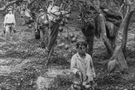 Workers pick lemons in a grove in Palermo in 1906.
