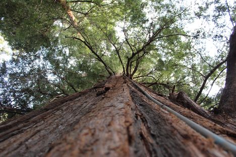 Looking upwards at El Palo Alto.
