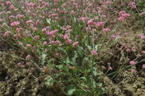 A 'Holy Grail' for Botanists Has Been Found in California