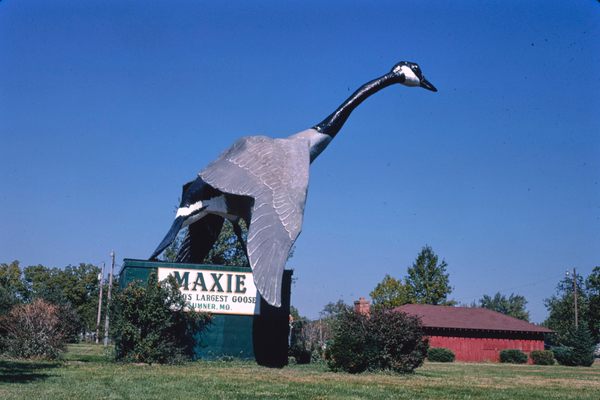 Maxie, the World’s Largest Goose in 1988