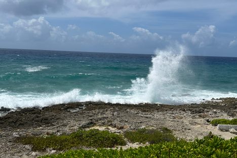 Thar she blows!