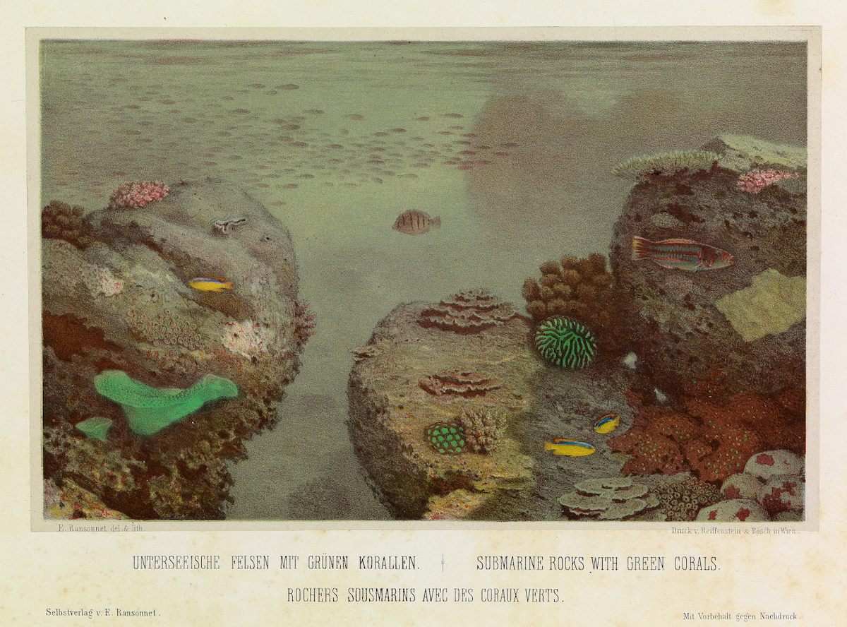 Lithograph of underwater scene by Eugen Ransonnet-Villez, from colour pencil drawings made by the artist while submerged in his diving bell, from his 1867 <em>Sketches of the Inhabitants, Animal Life and Vegetation in the Lowlands and High Mountains of Ceylon</em>.