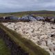 A flock of sheep in Iceland, driven down from the highlands to a sorting pen.