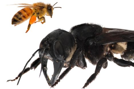 The World's Largest Bee and the Cautionary Tale of Its Rediscovery