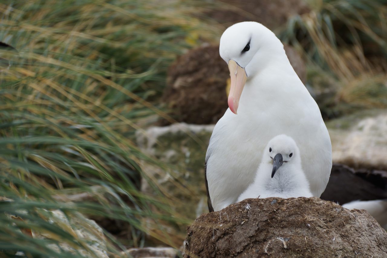 Overall, the black-browed albatross is a conservation success story. 