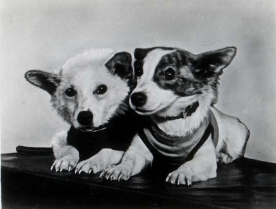 Belka and Strelka the Soviet Space Dogs