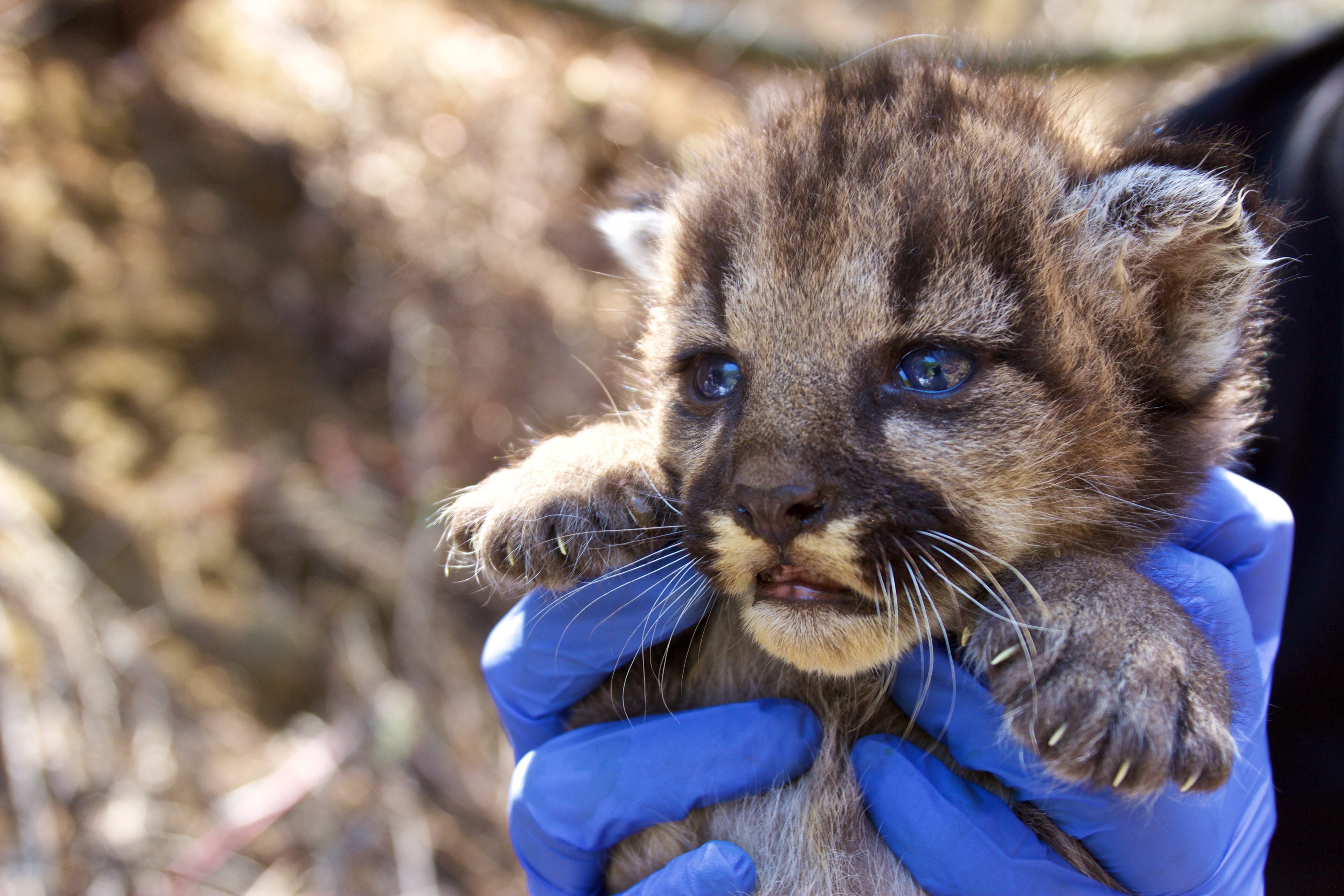 This tagged mountain lion kitten is part of the Santa Monica Mountains National Recreation Areas long-term tracking program.