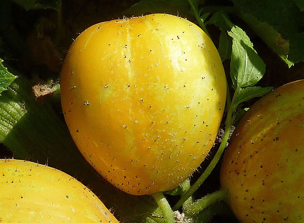 These round, bristly yellow cucumbers are in no way related to lemons.