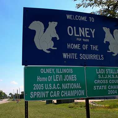 伊利诺伊州奥尔尼的白化松鼠