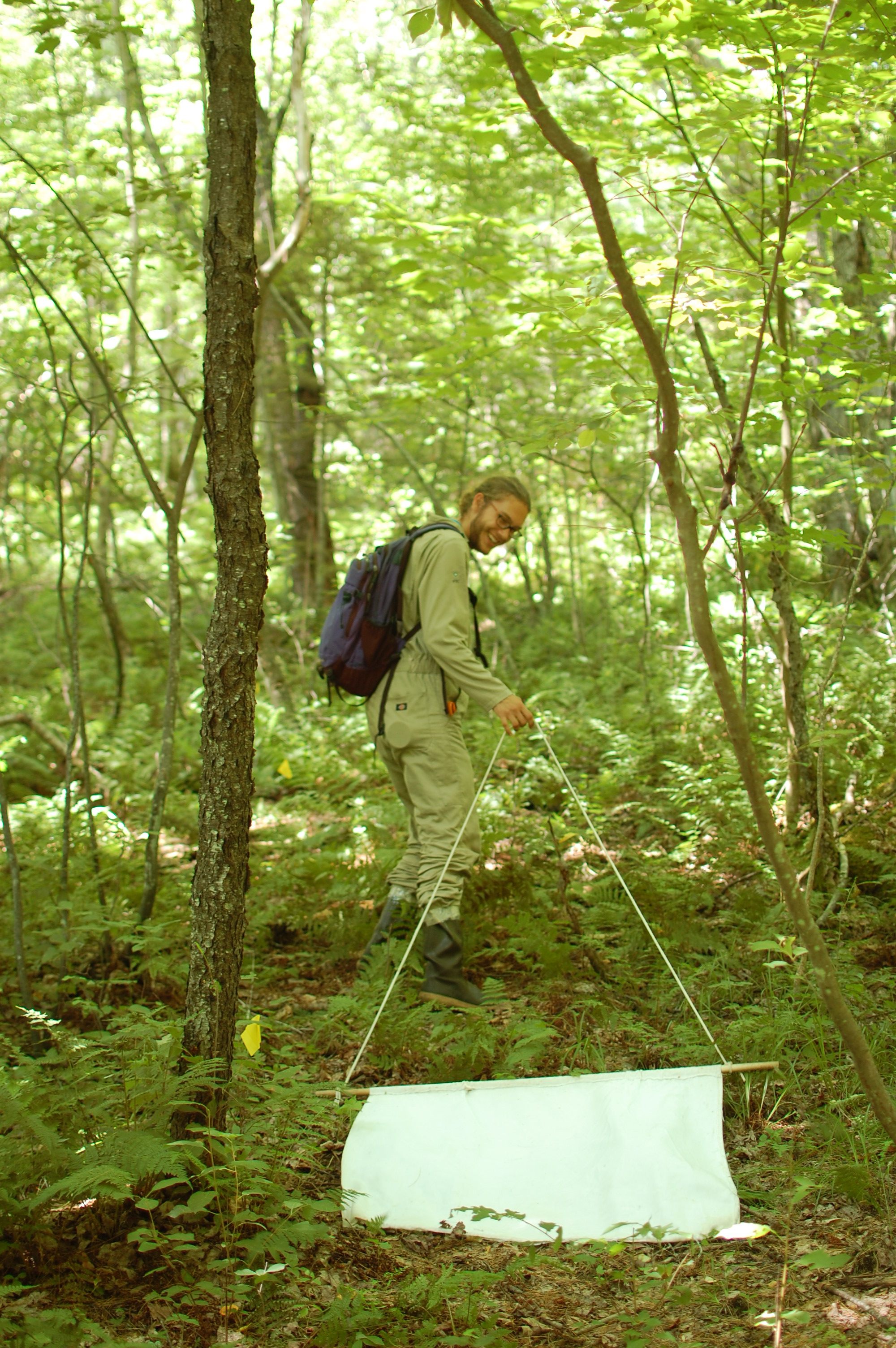 Allen's team drags the cloth through the forest to pick up questing ticks.