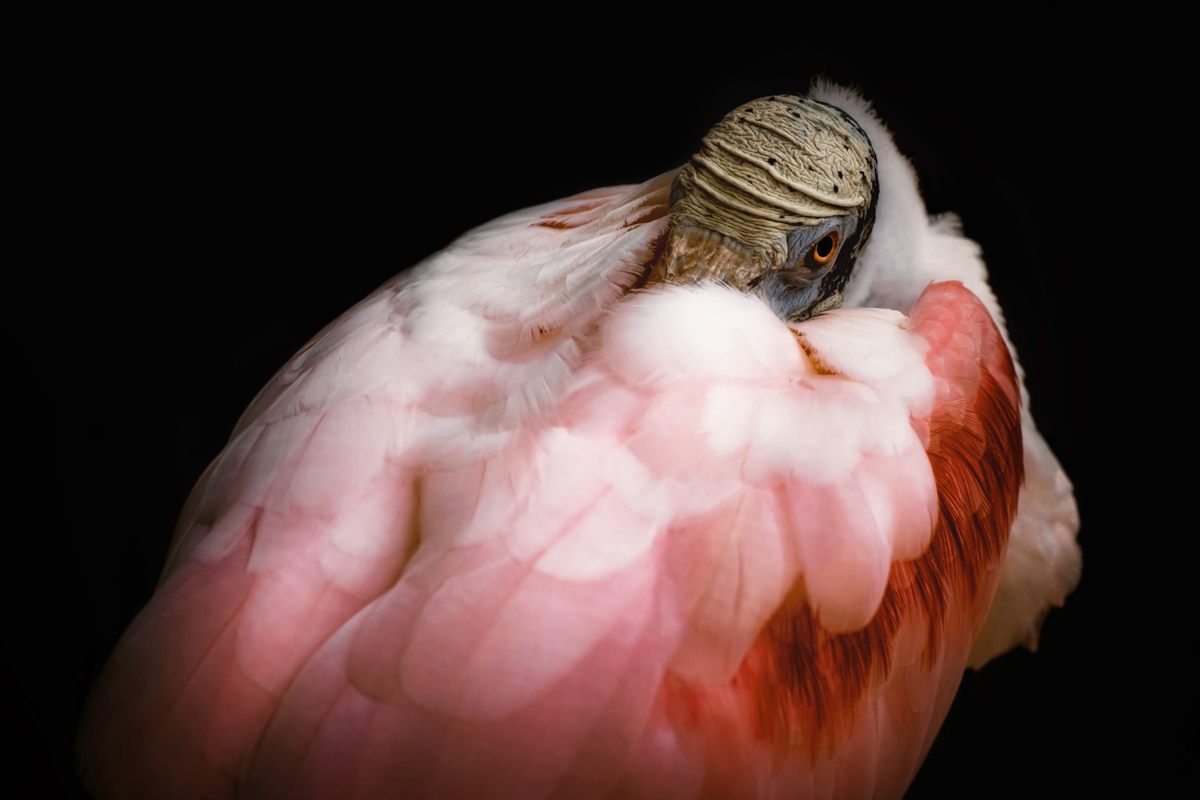 Will Shotwell's photograph of a roseate spoonbill in Kissimmee, Florida.
