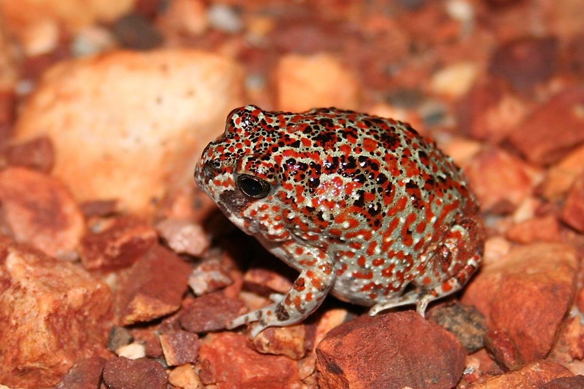 A Nicholls' toadlet, barely an inch long.