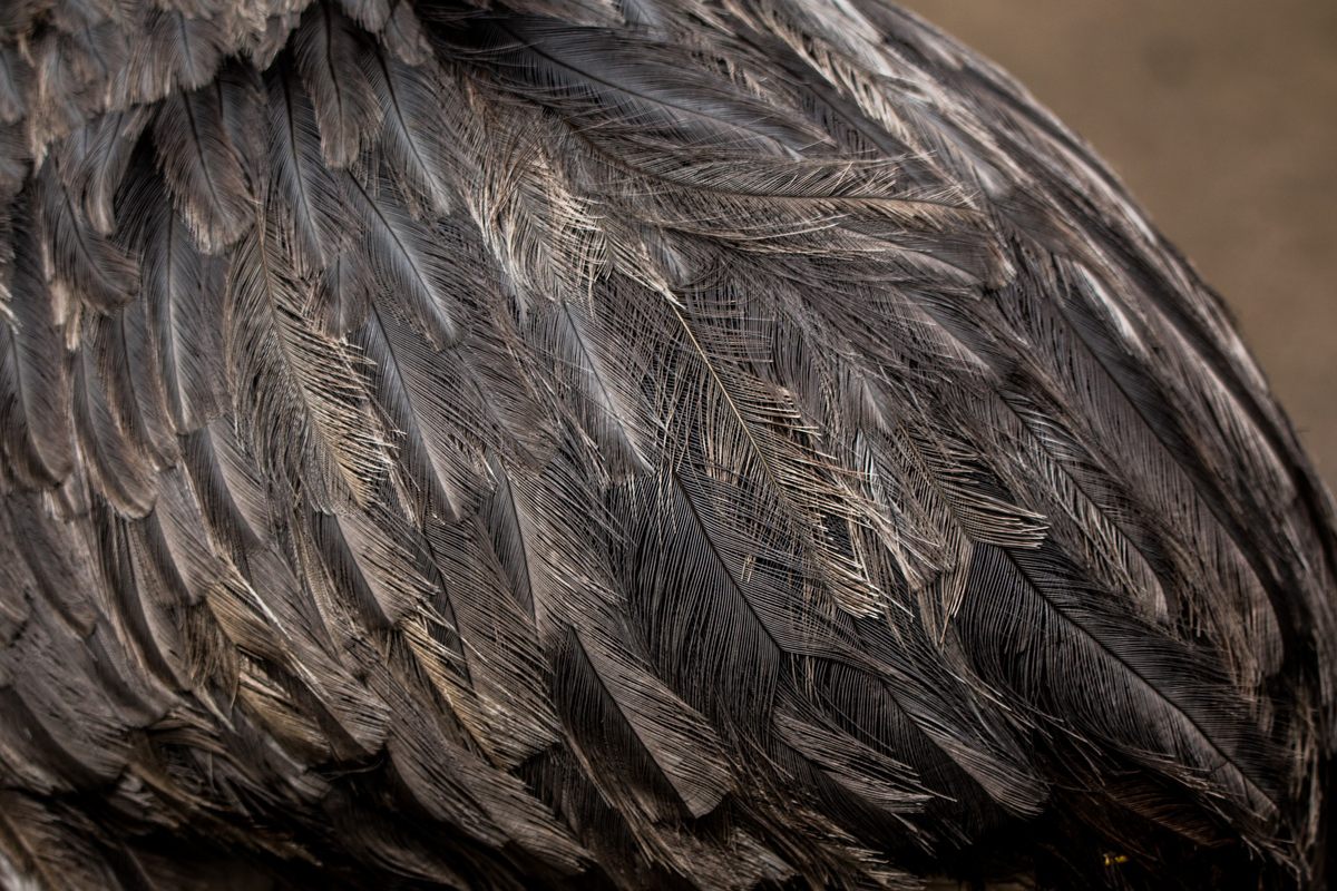 The Epic Boom and Bust of the Ostrich Feather Market - Foundation for  Economic Education