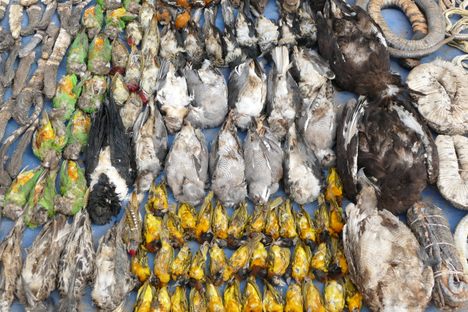 Akodessewa Fetish Market