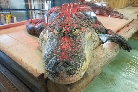 A crocodile sunning.