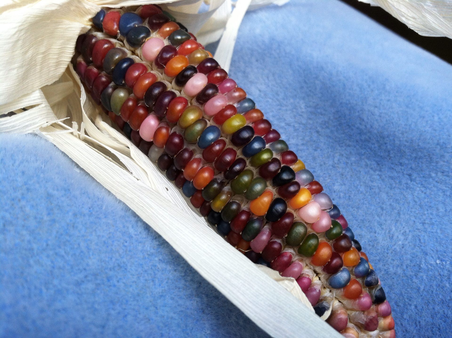 Glass gem corn is famous for its beauty.
