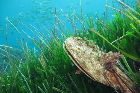 Pinna nobilis, the clam from which sea silk is produced, grows up to a yard in length.