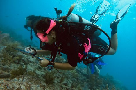 Anumi Sassaroli surveys the fish population on a portion of the Florida Keys' barrier reef as part of a coral conservation project through the nonprofit CARES.