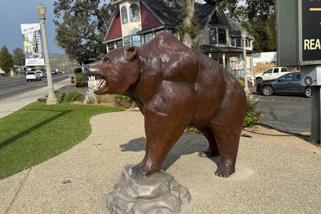World Famous Talking Bear