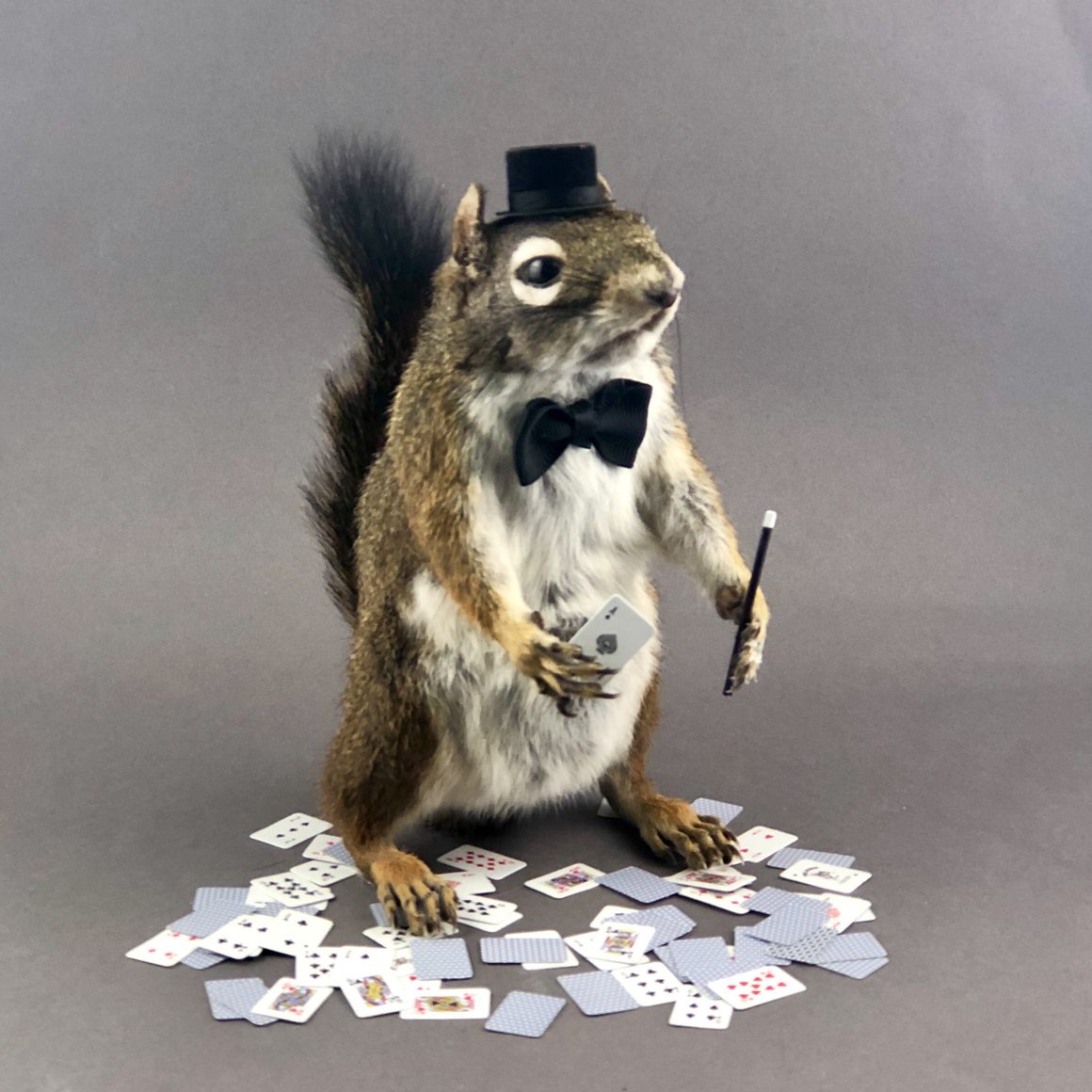 Magician squirrel taxidermy.