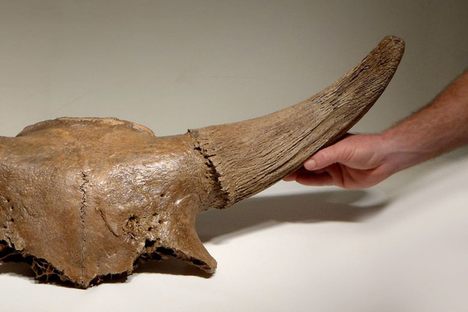 For Sale: A Bison's Skull Straight From the Ice Age