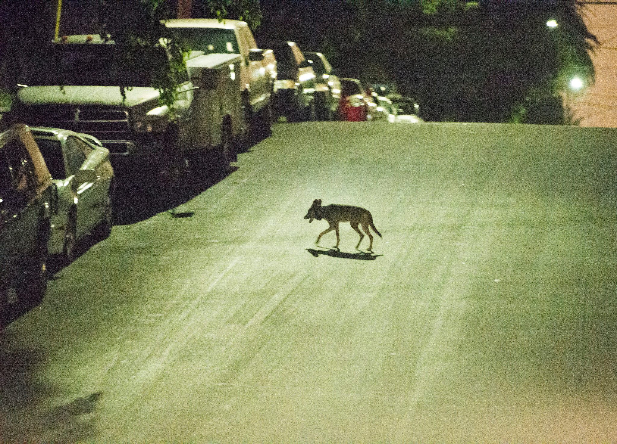 A coyote crosses a street in the densely populated Westlake neighborhood, just west of downtown Los Angeles.