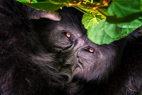 An endangered mountain gorilla in Bwindi Impenetrable Forest.