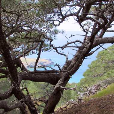 Torrey pine grove on Santa Rosa Island.