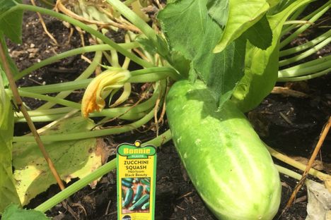 The Premeditated Zucchini Switcheroo