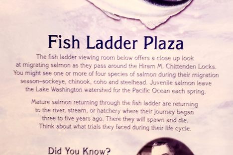Fish Ladder Plaze information pannel
