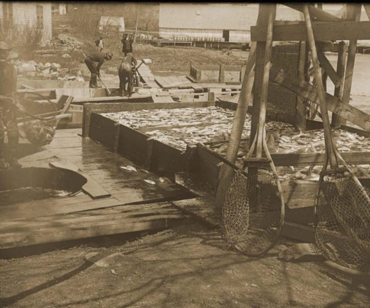 Not all of the alewives make it to Damariscotta Lake. Each year some are diverted for harvest. In this photo from the first half of the 20th century, workers fill large wooden boxes with their catch.