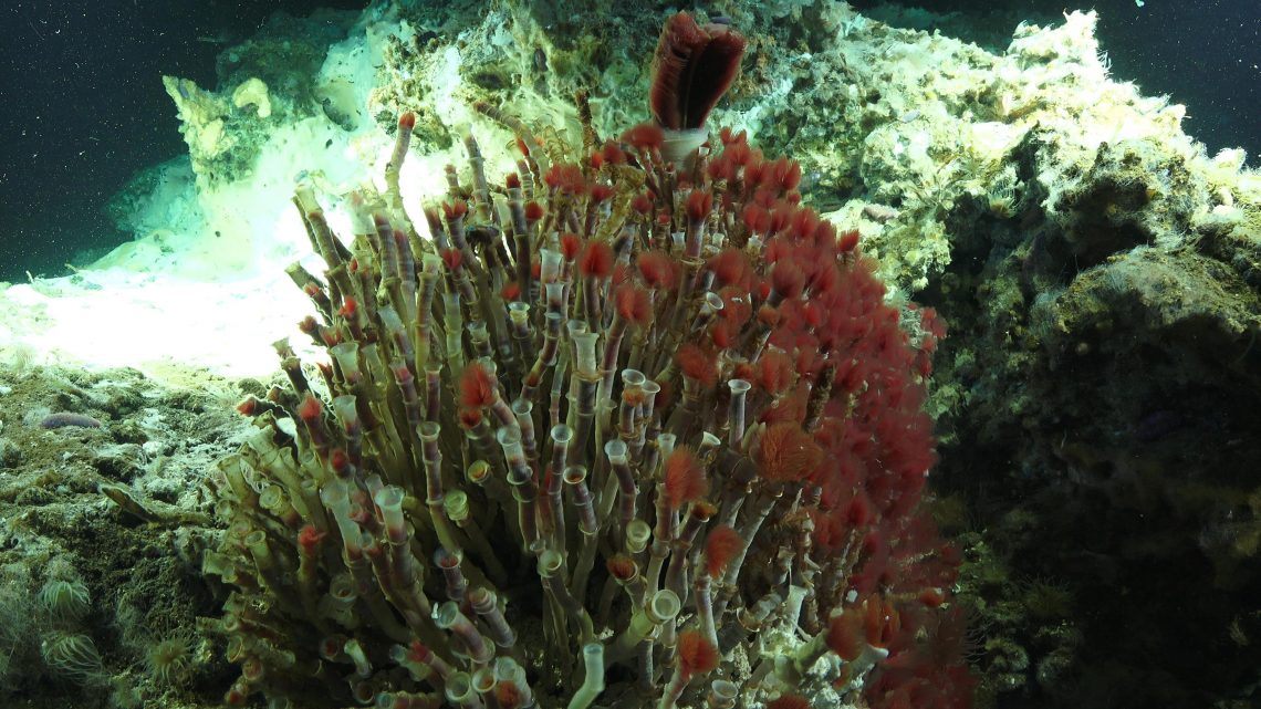 Tube worms thrive in the most extreme conditions.