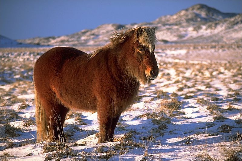 They still eat horse in Iceland, but it's not especially popular.